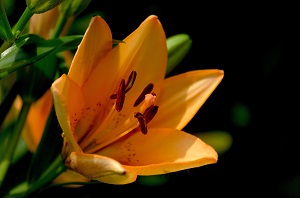 close-up-daylily-flora-69449.jpg